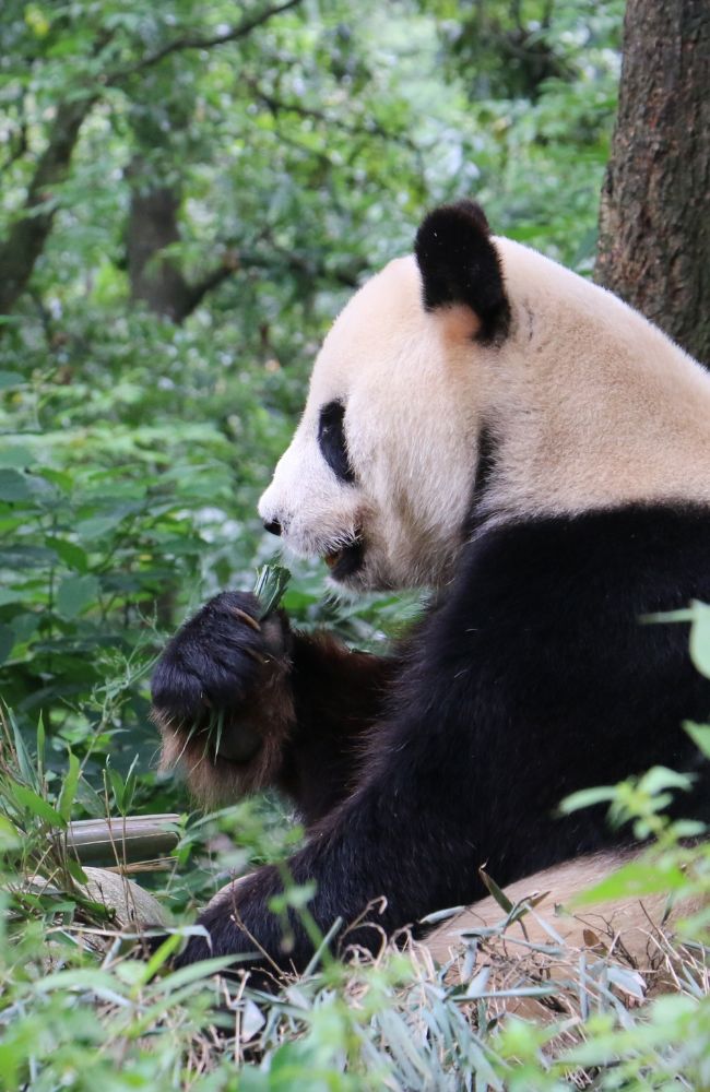 FLUX CHINA TOUR 650 X 1000 (6)